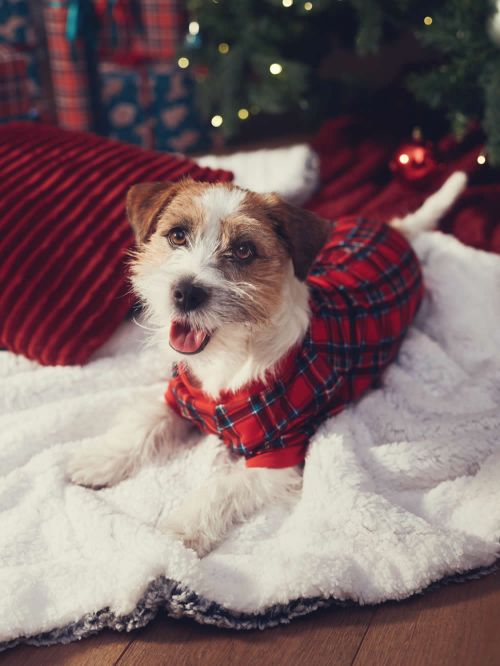 Ρούχο Dogs MINERVA Xmas - 100% Βαμβάκι