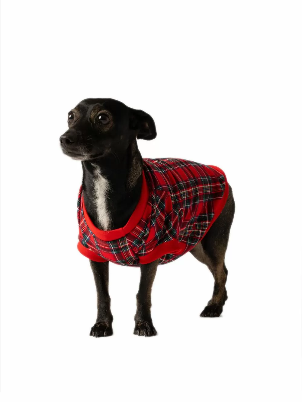 Ρούχο Dogs MINERVA Xmas - 100% Βαμβάκι