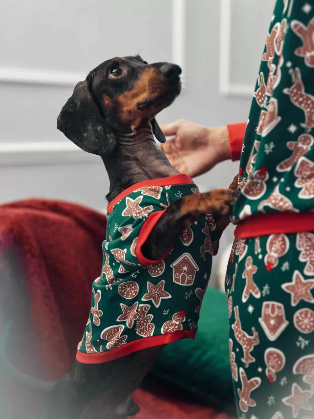 Ρούχο Dogs MINERVA Xmas Biscuit - 100% Βαμβάκι