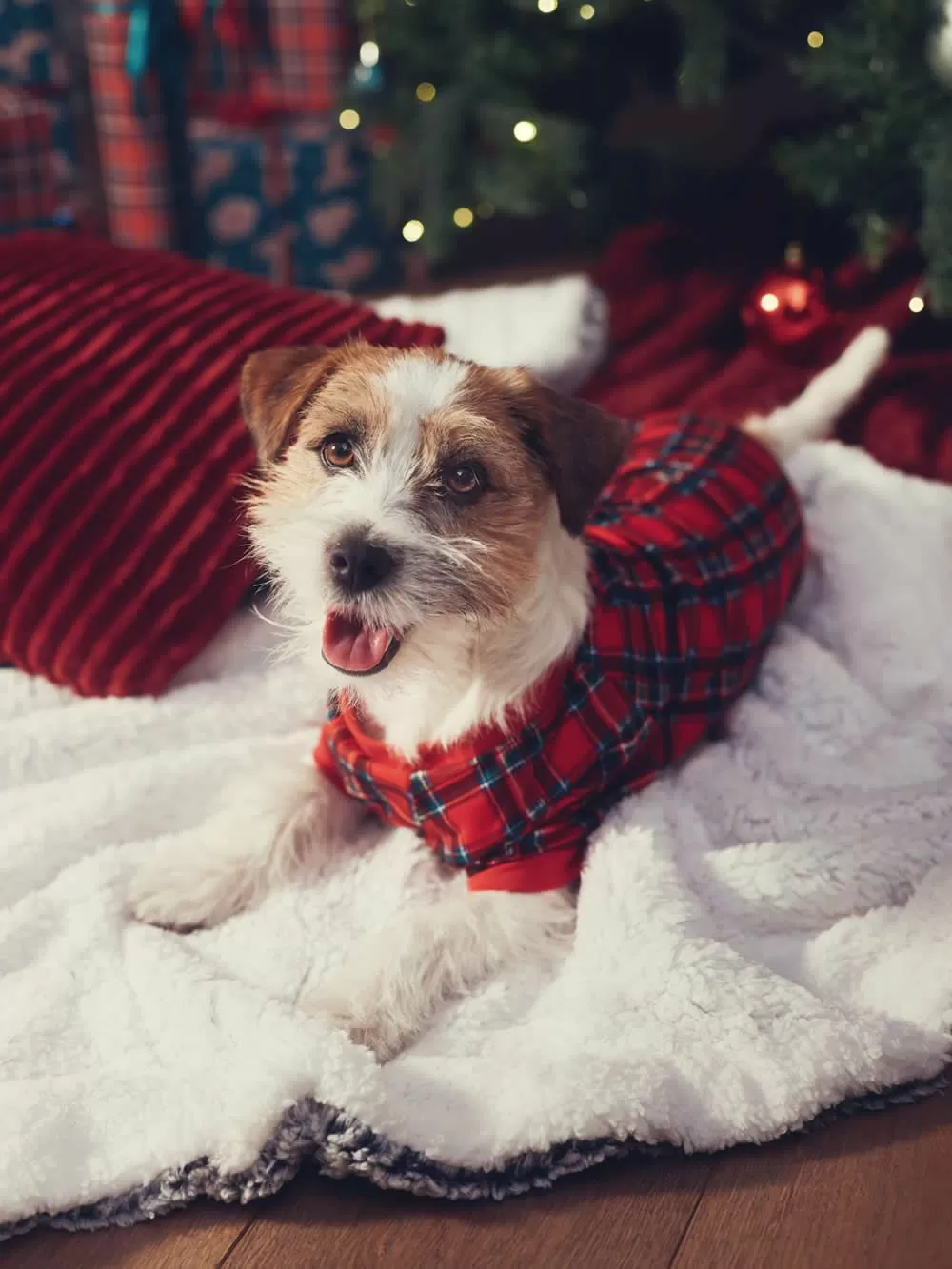 Ρούχο Dogs MINERVA Xmas - 100% Βαμβάκι